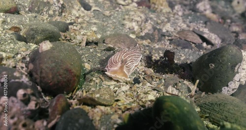 Striped Nudibranch