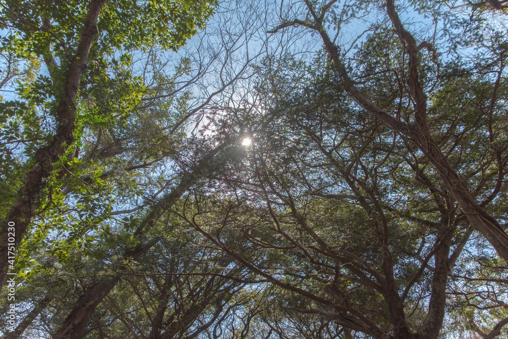 Fototapeta premium jeju