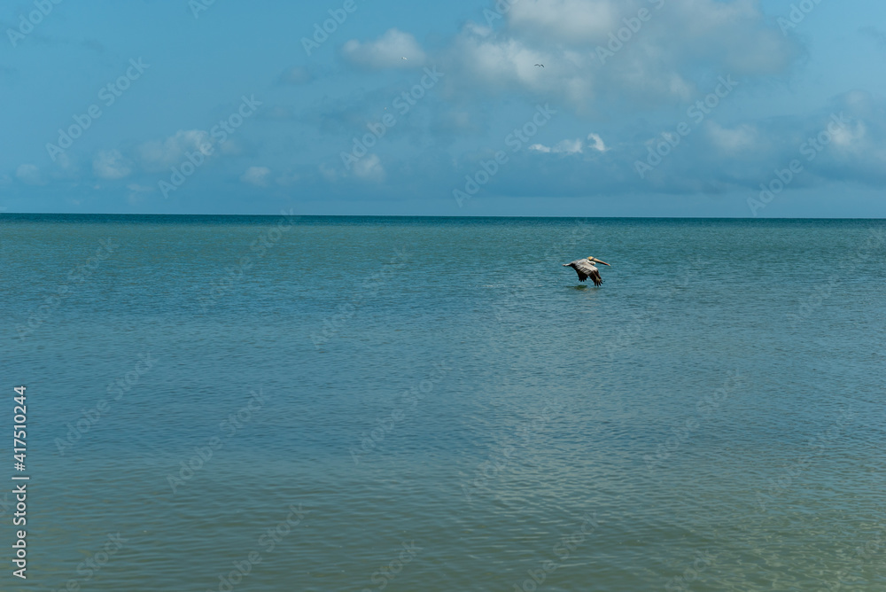 pelicano en la playa 