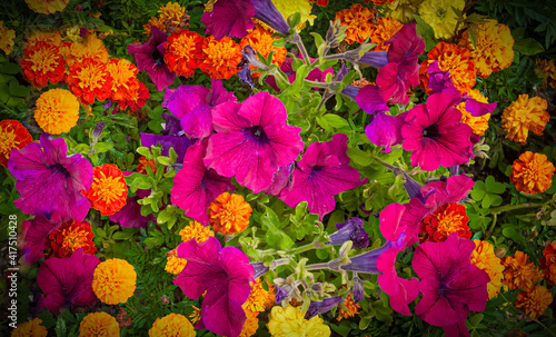 Bed of petunias and marigolds.