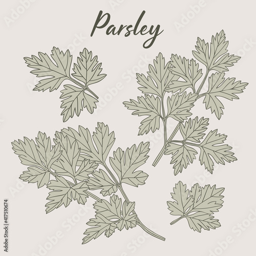 Parsley hand-drawn illustration herbs drawing