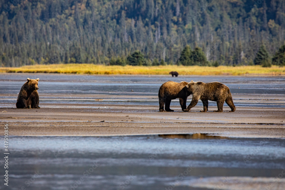 Lake Clark National Park and Preserve, Cook Inlet, Kenai Peninsula, Alaska, coast brown bears, mudflat,