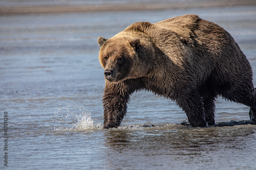 Lake Clark National Park and Preserve, Cook Inlet, Kenai Peninsula, Alaska, brown bear, grizzly bear, coast bear, water play Lake Clark National Park and Preserve, Cook Inlet, Kenai Peninsula, Alaska, brown bear, grizzly bear, coast bear, water play