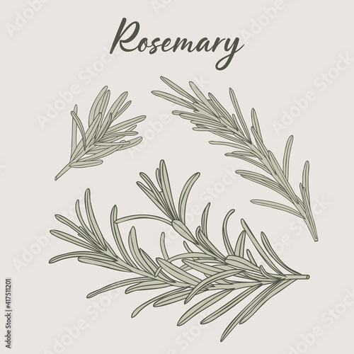 Rosemary hand-drawn illustration herb drawing