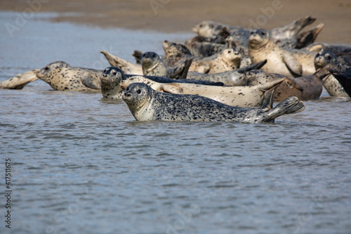 Lake Clark National Park and Preserve, Cook Inlet, Kenai Peninsula, Alaska, pod of seals on the mudflat and in the water