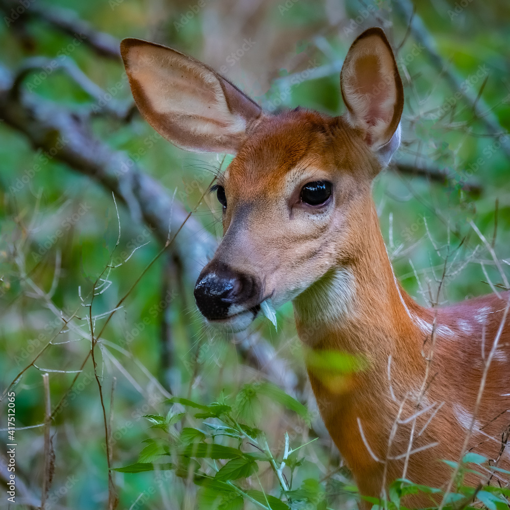 A White-tailed Deer fawn (Odocoileus virginianus) poses for a portrait while feeding in the summer sun.