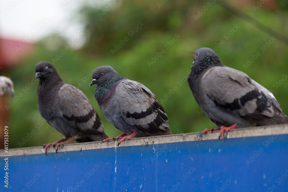 Fototapeta premium Wild pigeons perched on a sign stained with bird feces.