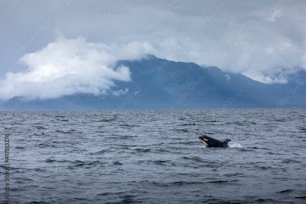 USA, Alaska, Orca Whale (Orcinus orca)porpoises while swimming on stormy summer afternoon through Chatham Strait near Admiralty Island