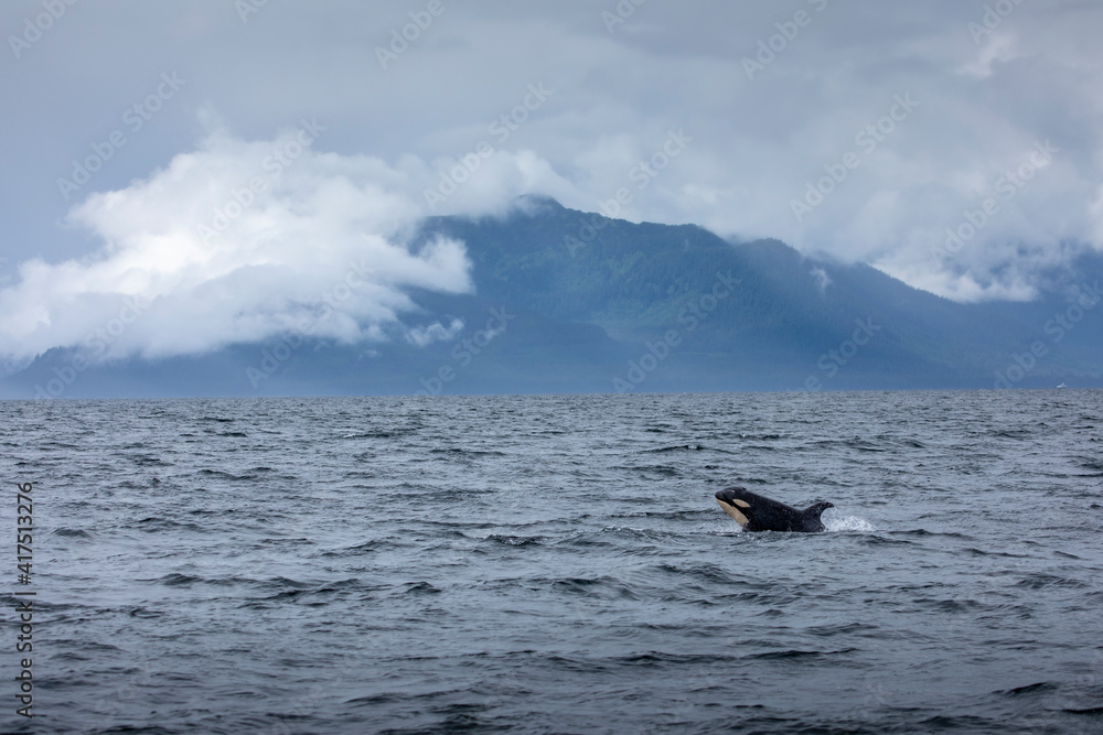 Obraz premium USA, Alaska, Orca Whale (Orcinus orca)porpoises while swimming on stormy summer afternoon through Chatham Strait near Admiralty Island