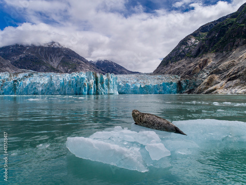 Принти на полотні USA, Alaska, South Sawyer - Fords Terror Wilderness, Aerial view of Harbor Seal