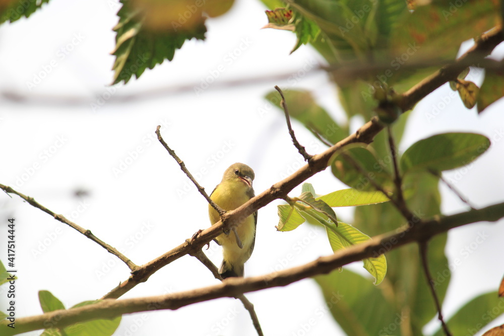 Obraz premium robin on a branch