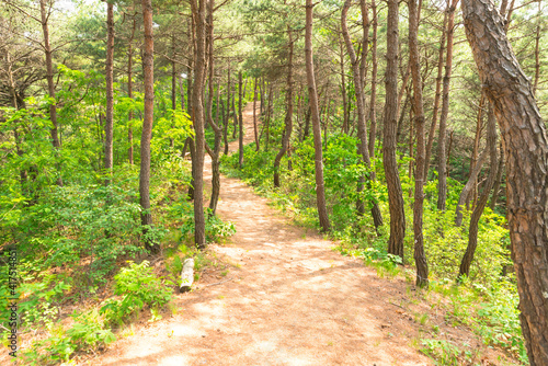 봉화 숲길 트레킹
