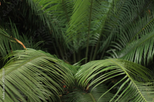 Tropical Fern