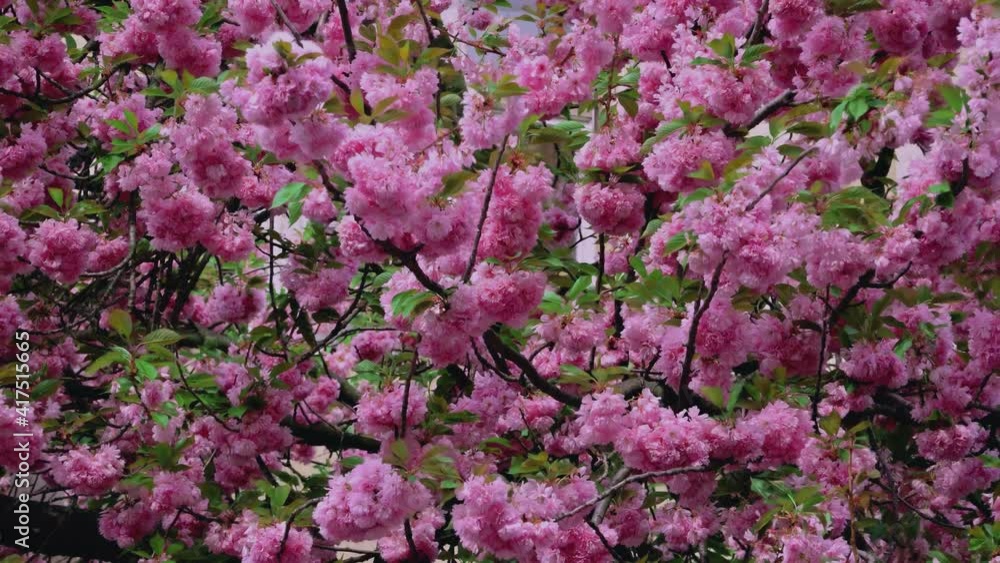 Spring Japan sakura cherry blossom in bloom sways the wind Spring Japan sakura cherry blossom in bloom sways the wind