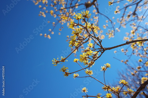 春の訪れを知らせる美しい黄色の花