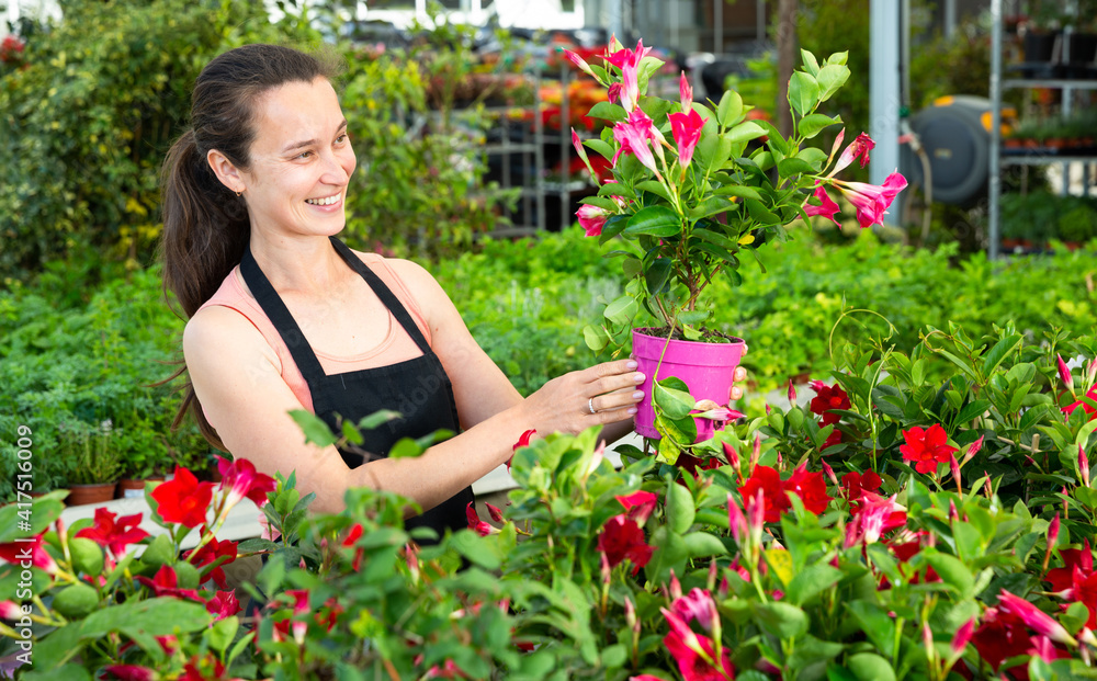 Female florist cultivating Dipladenia (Mandevilla) in greenhouse. High quality photo