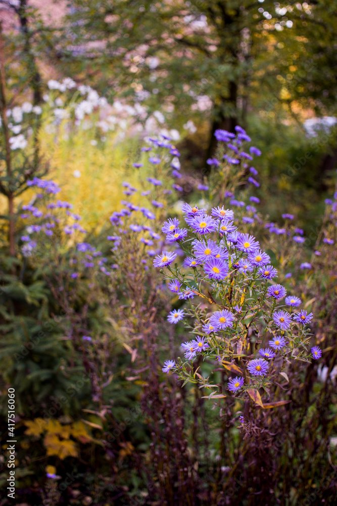 Obraz premium Autumn Aster in garden. Undersized varieties. Small garden Astra flowers. Group of Alpine asters 