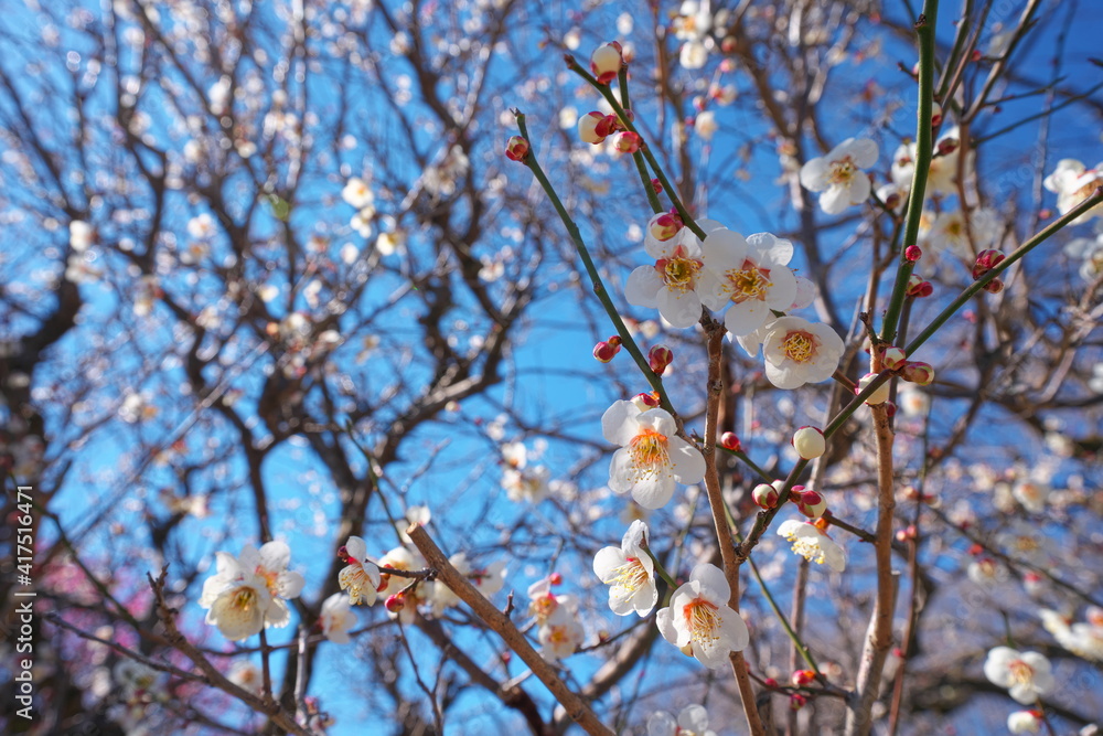 春の訪れを知らせる梅の花の開花