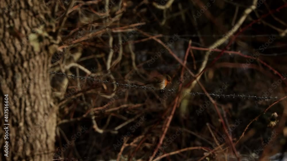 Bullfinch sits on barbed wire in winter #2 Bullfinch sits on barbed wire in winter #2