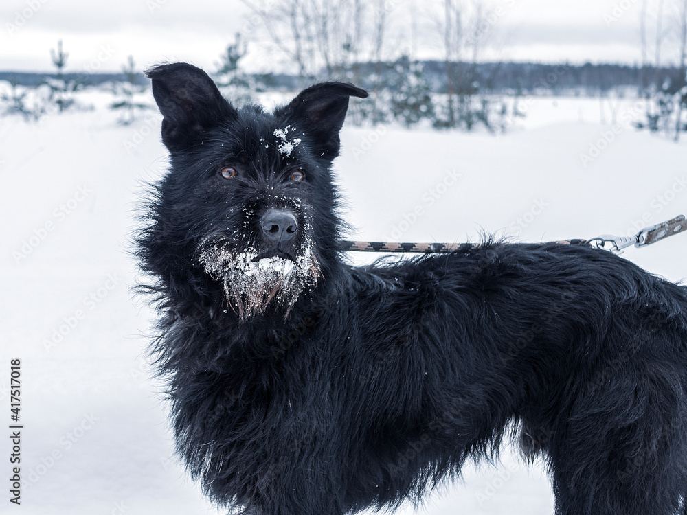 Naklejka premium Black pet dog with snow.. Playing with the snow. Adorable dog enjoying her time, winter time. Copy space