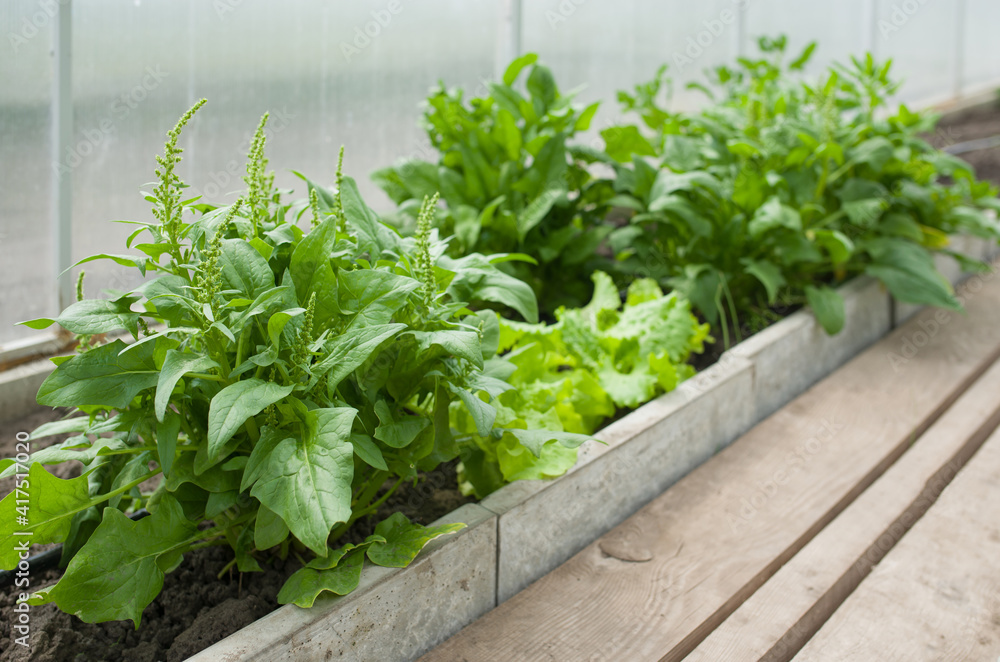 Fresh organic spinach growing in a greenhouse Fresh organic spinach growing in a greenhouse