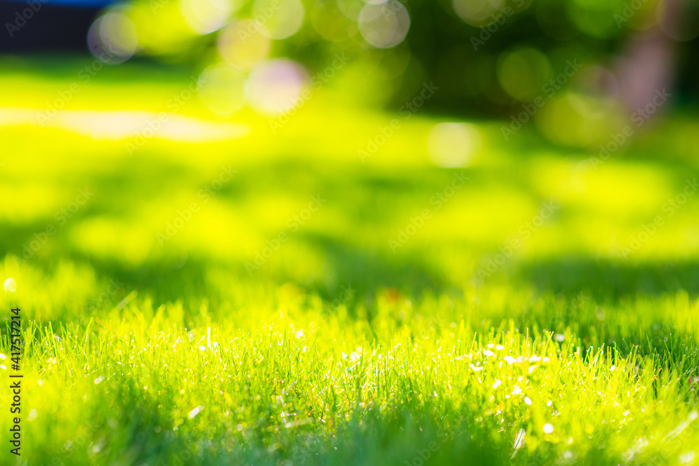 Green grass with blurred background. Photo for banner