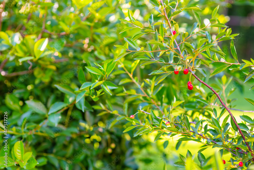 Fototapeta premium Cherry berries hang on a branch against the background of a cherry bush