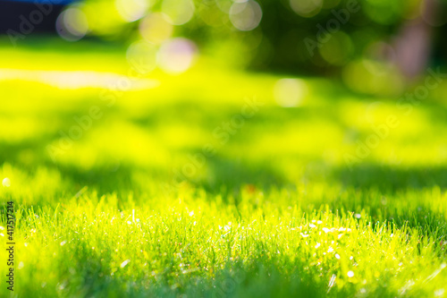 Green grass with blurred background. Photo for banner