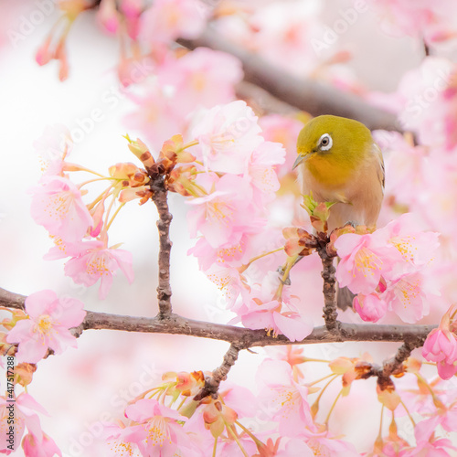 桜とめじろ