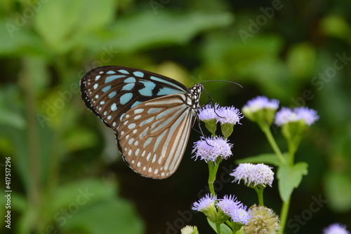 butterfly on a flower © mohdbakri