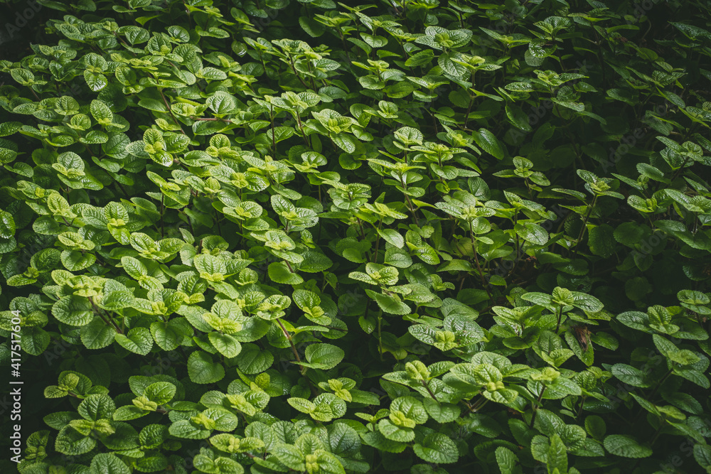 Natural tropical green leaves plants for background use.