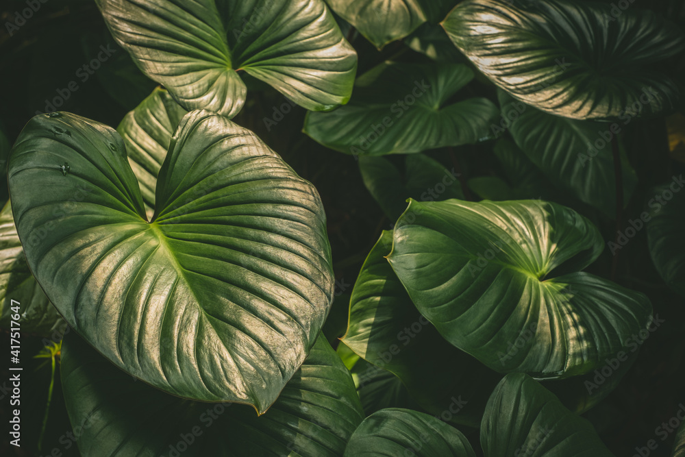 Obraz premium Natural tropical green leaves plants for background use.