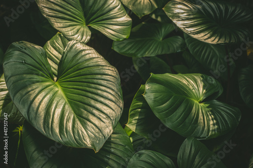 Natural tropical green leaves plants for background use.