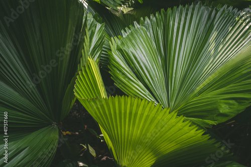 Natural tropical green leaves plants for background use.