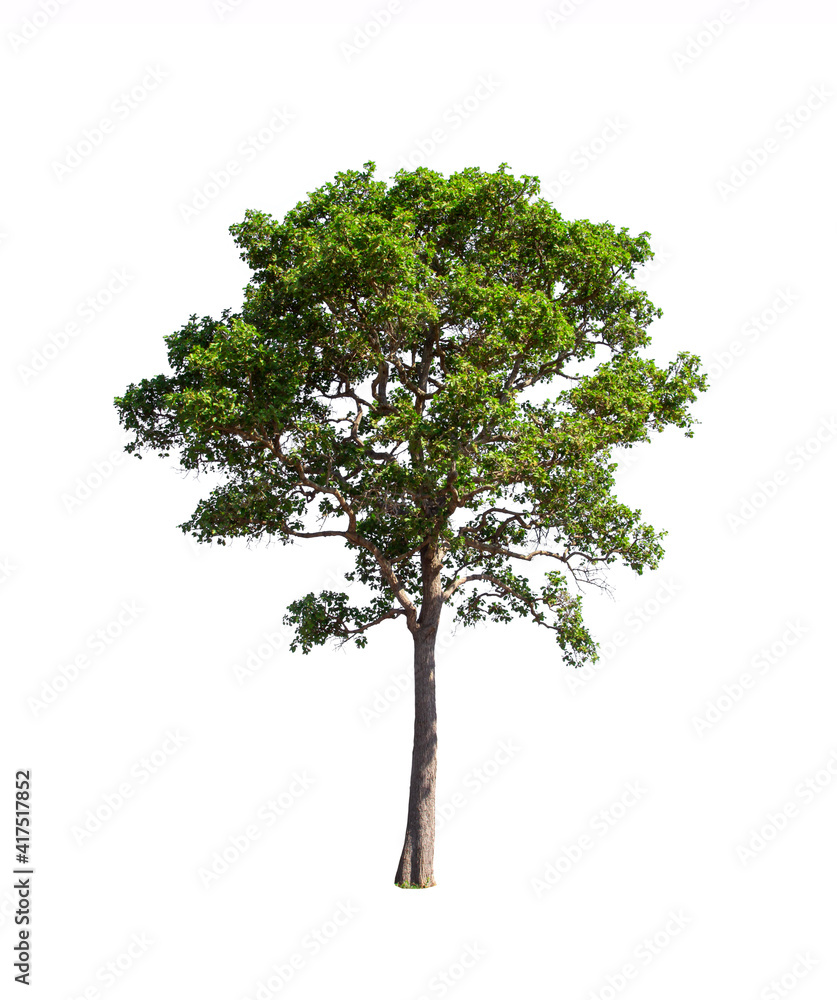 Obraz premium Trees isolated on white background