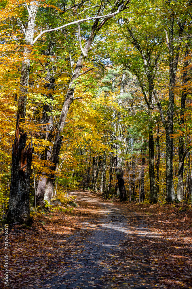 Fototapeta premium Play of shadow and sunlight in a picturesque alley with fallen leaves and yellowed trees in the autumn forest