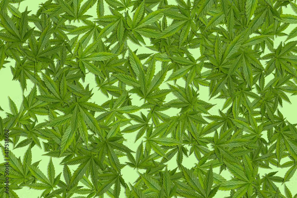 Marijuana leaf pattern on background.