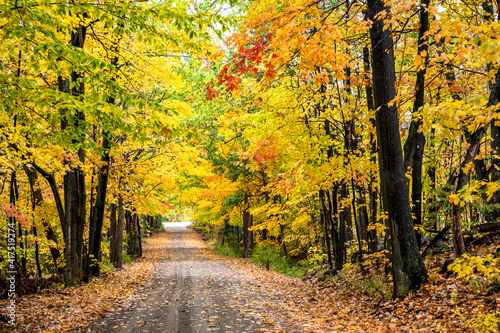 Scenic road covered with fallen leaves in an autumn deciduous forest