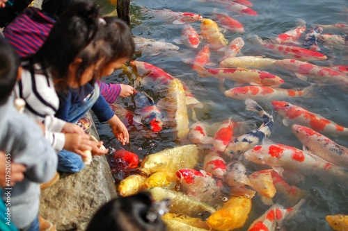 Koi fish or Crap fish at pond in Okayama Korakuen Garden, close to the Okayama Castle, Okayama, JAPAN.	