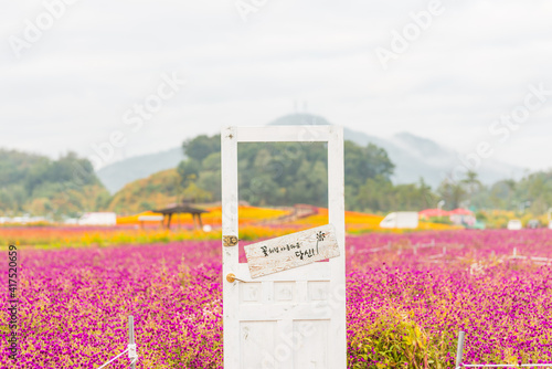 양주나리공원 천일홍
