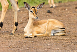 Kruger National Park: baby impala in summer