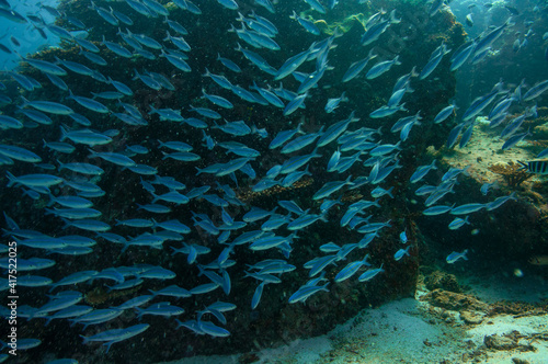 School of striated fusilier fish in the sea