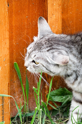 Fototapeta Naklejka Na Ścianę i Meble -  grey cute cat close up outdoor
