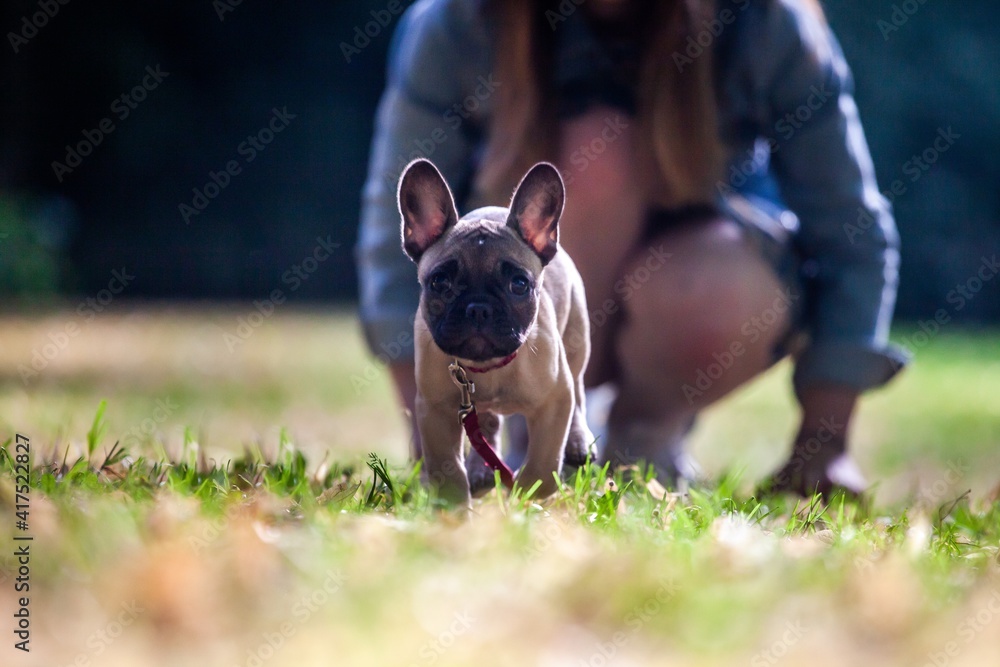 Fototapeta premium french bulldog puppy and young woman standing on grass