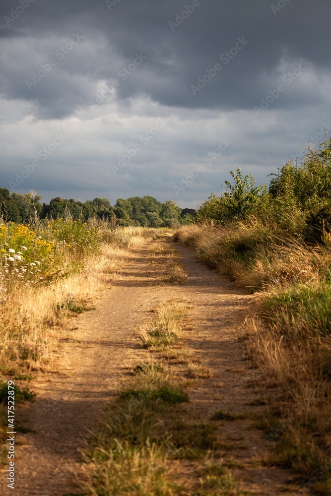 sandy path with grass and trees sandy path with grass and trees