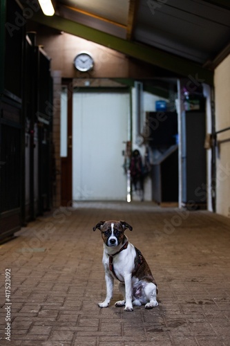 little dog waiting in horse stall