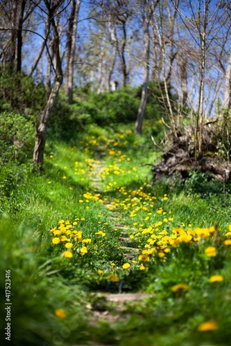 Fototapeta Naklejka Na Ścianę i Meble -  magical looking path in forest with yellow flowers