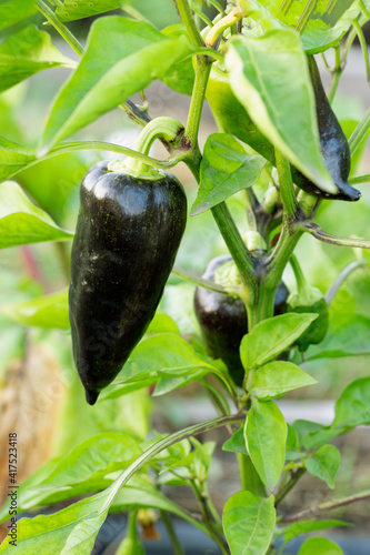 Black pepper capsicum annuum hot chilli vegetable grown in garden.