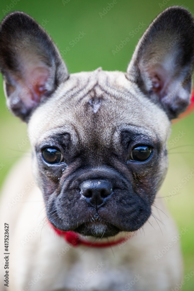 close up of french bulldog puppy