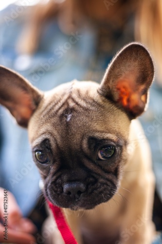 Fototapeta Naklejka Na Ścianę i Meble -  close up of french bulldog puppy